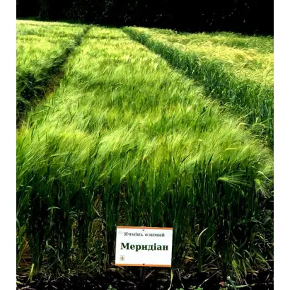 KWS Memoris / КВС Меморіс