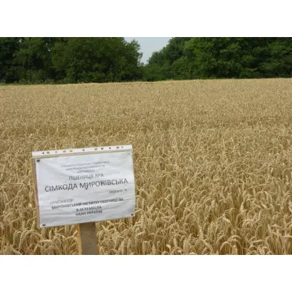 Мироновский 92 / Миронівський 92