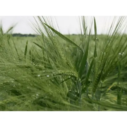 Montoya / Монтоя