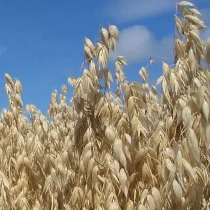 Ovation / Овація