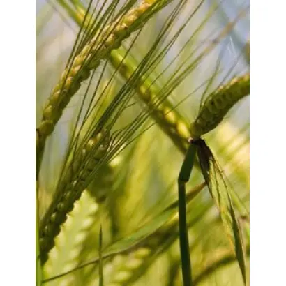 Одесский 131 / Одеський 131