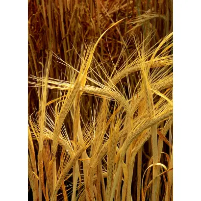 Переможный / Переможний