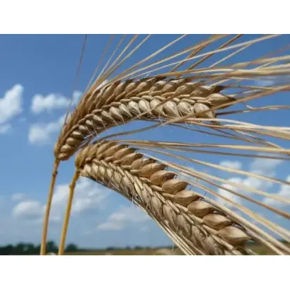 Fandaga / Фандага