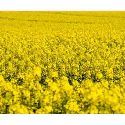 Alicante / Аліканте