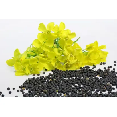 Albatros / Альбатрос