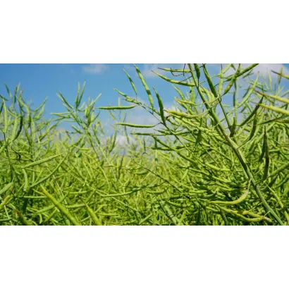 Anderson / Андерсон