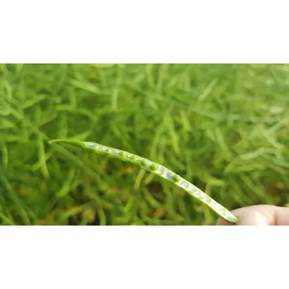 Anniston / Анністон