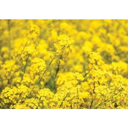 Arizona / Арізона