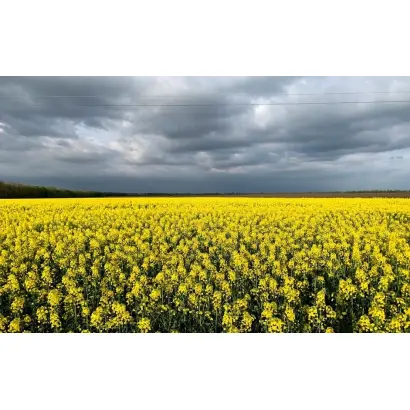 Arsenal / Арсенал