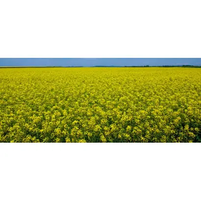 Artoga / Артога