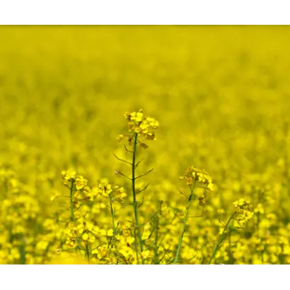 Architect / Архітект