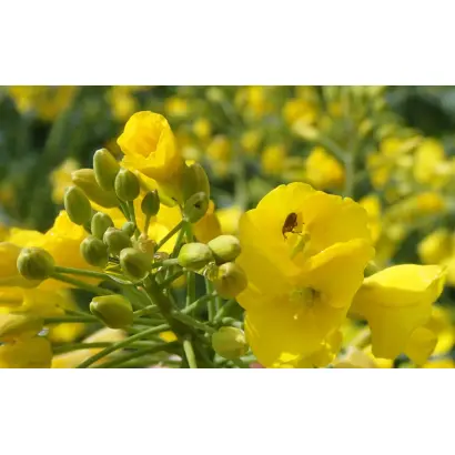 ASTANA / АСТАНА