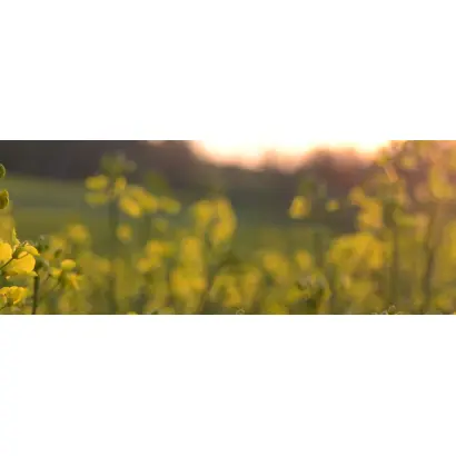 Beatrix CL / Беатрікс КЛ