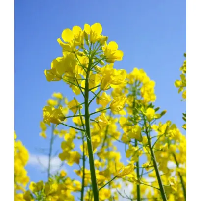 Benefit / Бенефіт