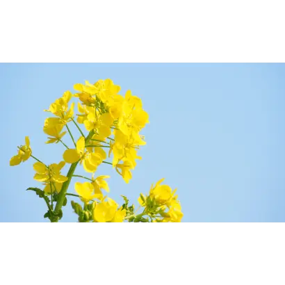 BESSITO / БЕССІТО