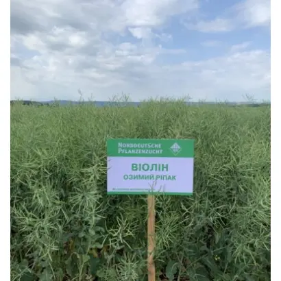 VIOLIN / ВІОЛІН