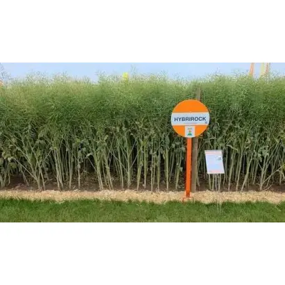 Hybrirock / Гибрірок