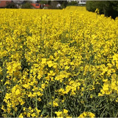 Hycolor / Гиколор