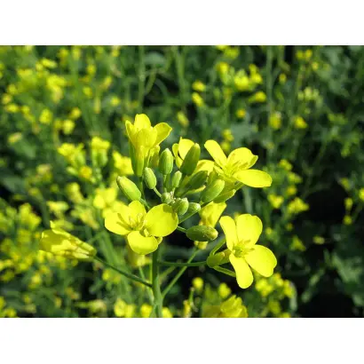 Gladius / Гладіус