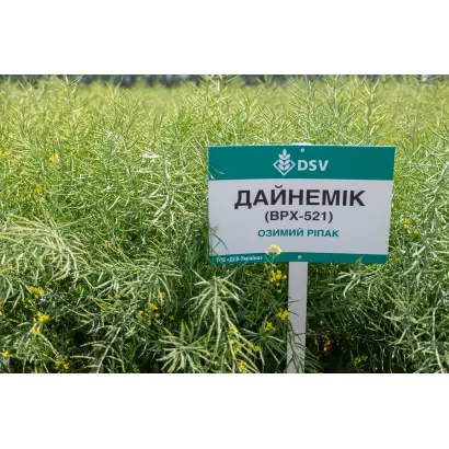 Dynamic / Дайнемік