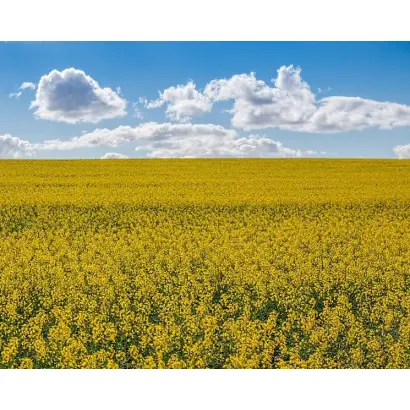 DK EXCITED / ДК ЕКСАЙТЕД