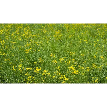 DK EXAURA / ДК ЕКСАУРА