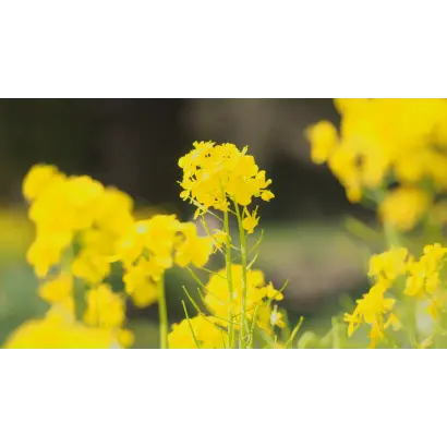 DK EXBURY / ДК ЕКСБЕРІ