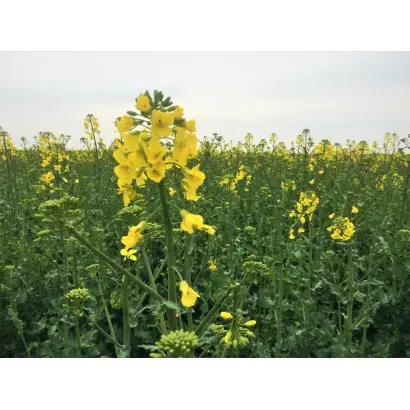 DK Expansion / ДК Експеншн