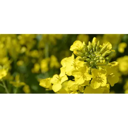 DK Explicit / ДК Експлісіт