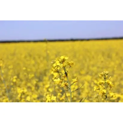 DK Imperial CL / ДК Імперіал КЛ