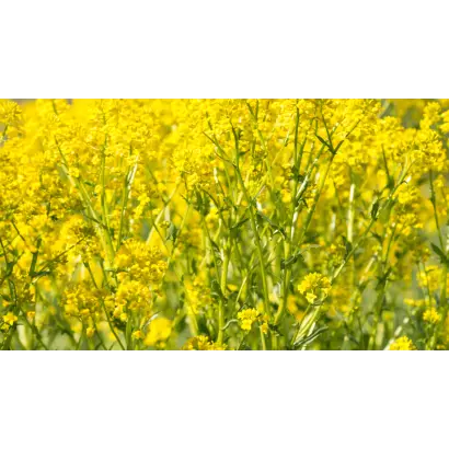 DK IMOVE CL / ДК ІМУВ КЛ