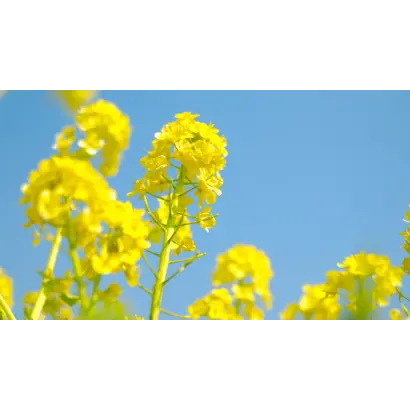 DK Plyska / ДК Плиска