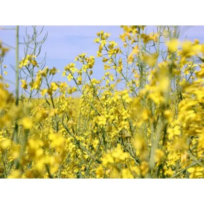 DK Sequoia / ДК Секвоя