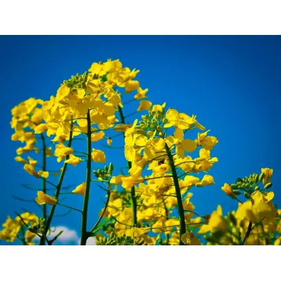 DK SEPHOR / ДК СЕФОР