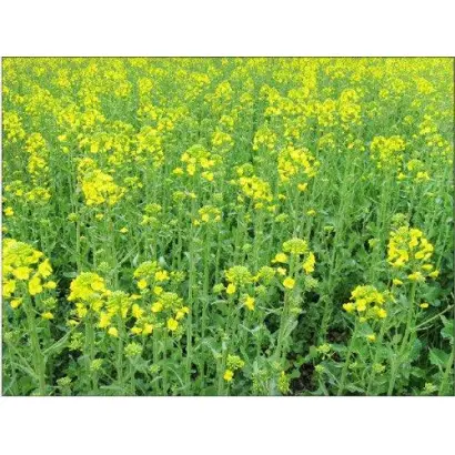 ES CURIEL / ЕС СЮРІЕЛЬ