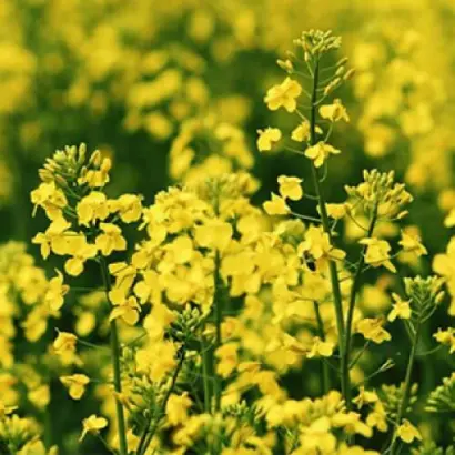 INV1030 / ІНВ1030