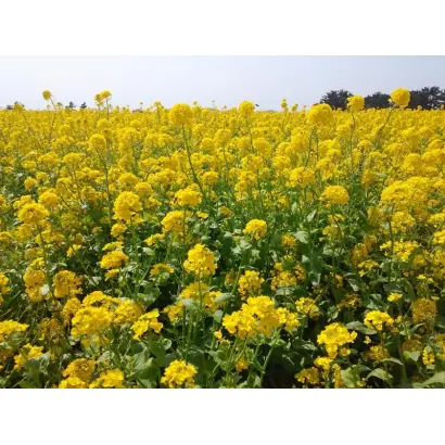 INV1165 / ІНВ1165