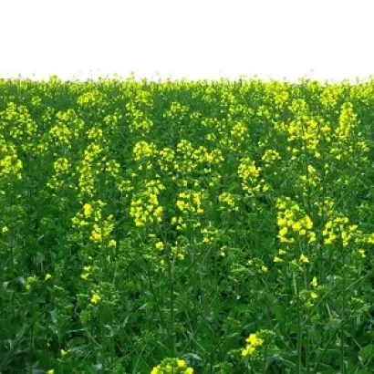 INV1188 / ІНВ1188