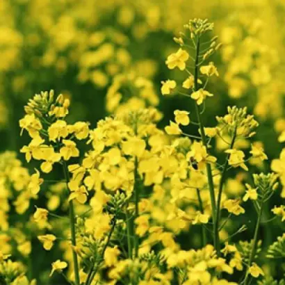 INV1266 CL / ІНВ1266 КЛ