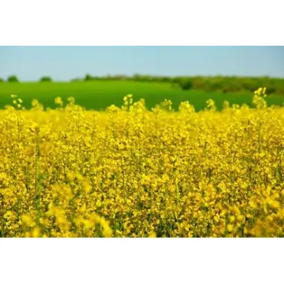 INV1377 CL / ІНВ1377 КЛ