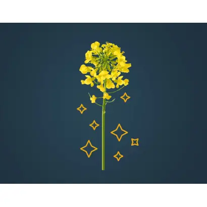 CADRAN / КАДРАН