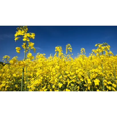 Kasalla / Касалла