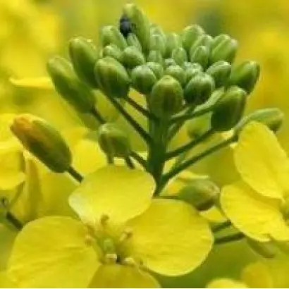 KWS VAMOS / КВС ВАМОС