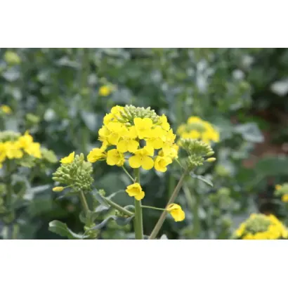 KWS SKOROS / КВС СКОРОС