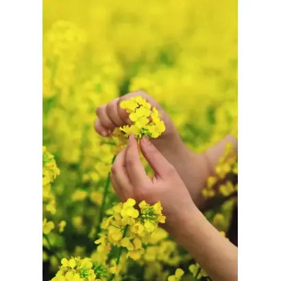 Clarus / Кларус