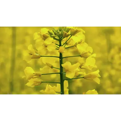 Cornet CL / Корнет КЛ