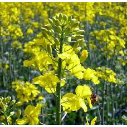 CRISTAL / КРИСТАЛ