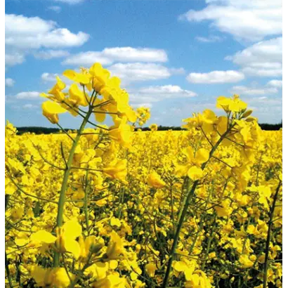 LG Aviron / ЛГ Авірон