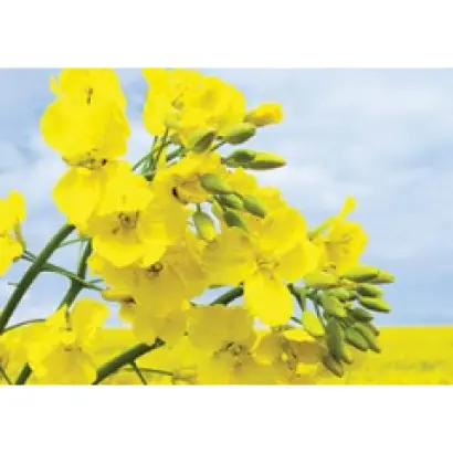 LG ACADEMIC / ЛГ АКАДЕМІК