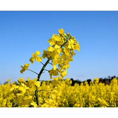 LG Arnold / ЛГ Арнольд